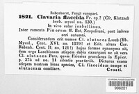 Phaeoclavulina flaccida image
